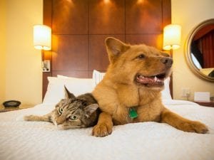 Como tornar seu hotel pet friendly