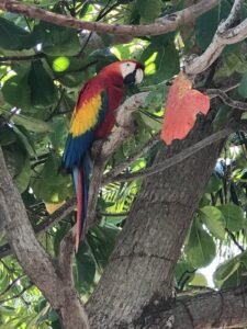 Fauna e flora em Cartagena