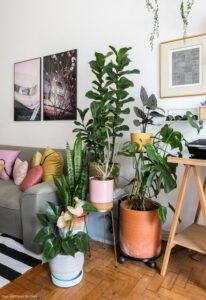 plantas na sala
