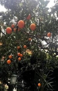 Limões sicilianos na Costa Amalfitana