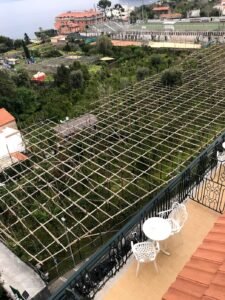 plantação de limoeiros no Sul da Italia